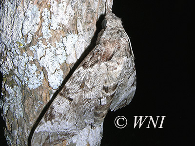 Tetrio Sphinx (Pseudosphinx tetrio)